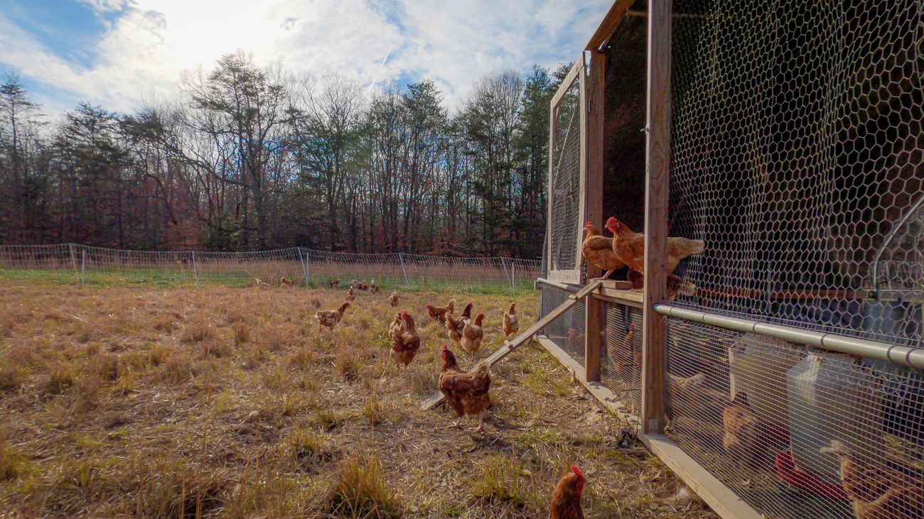 Chicken coop, free range hens