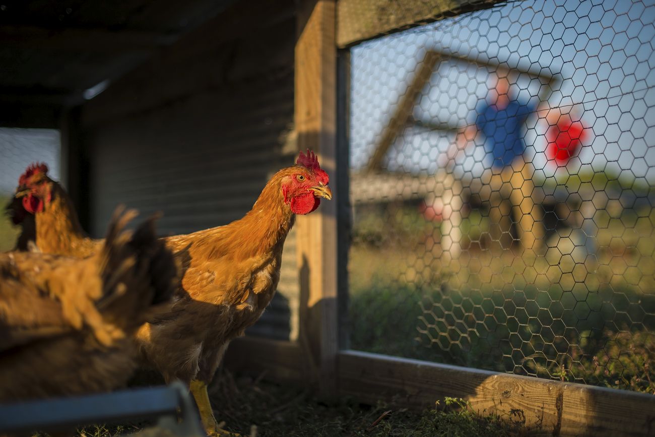 Jason Grimm feeds his chickens