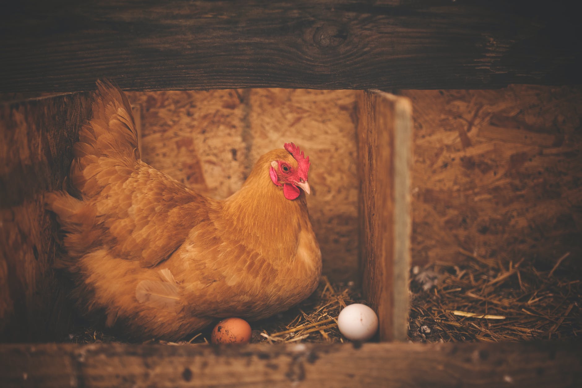 brown hen near white egg on nest