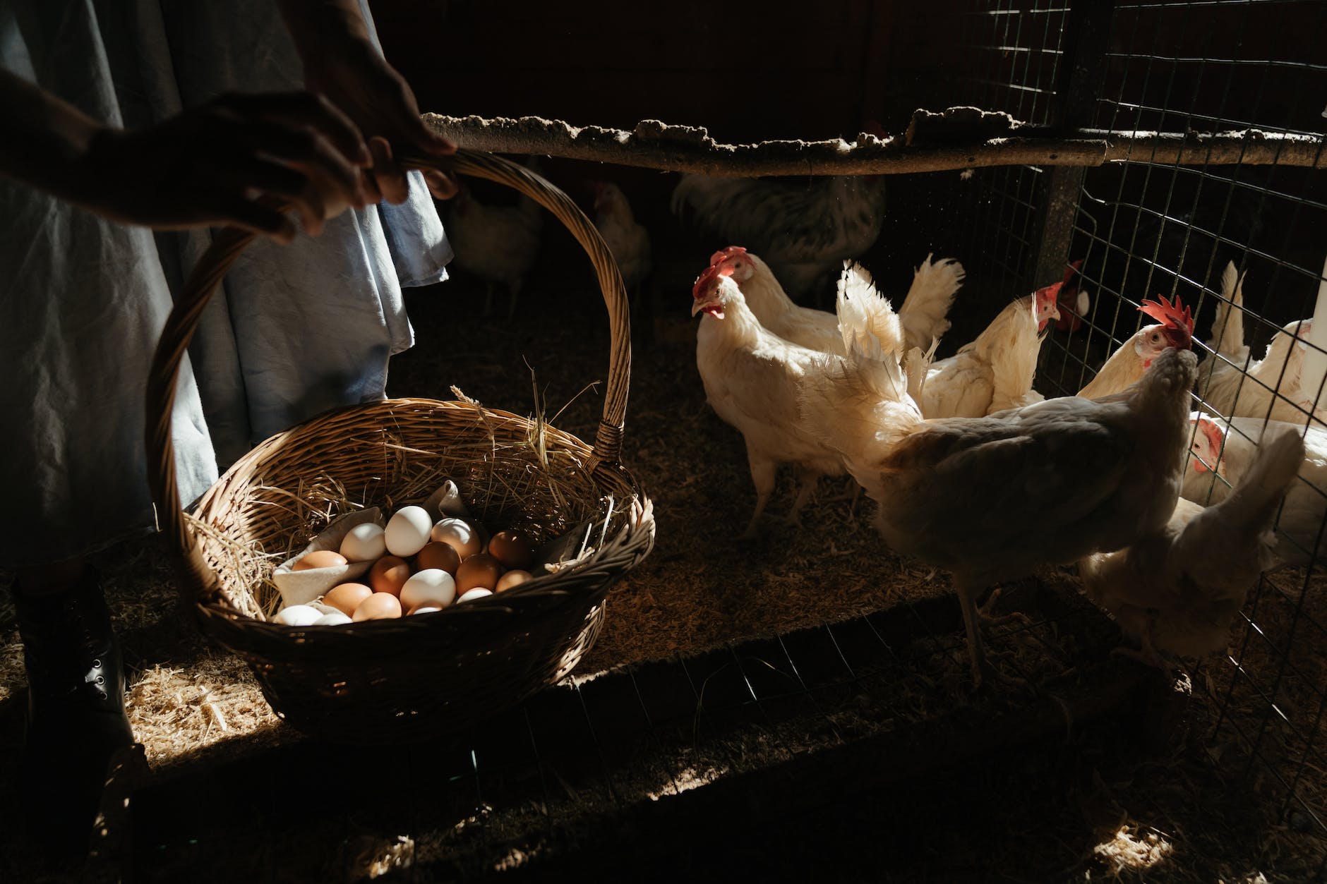 white chicken on brown woven basket