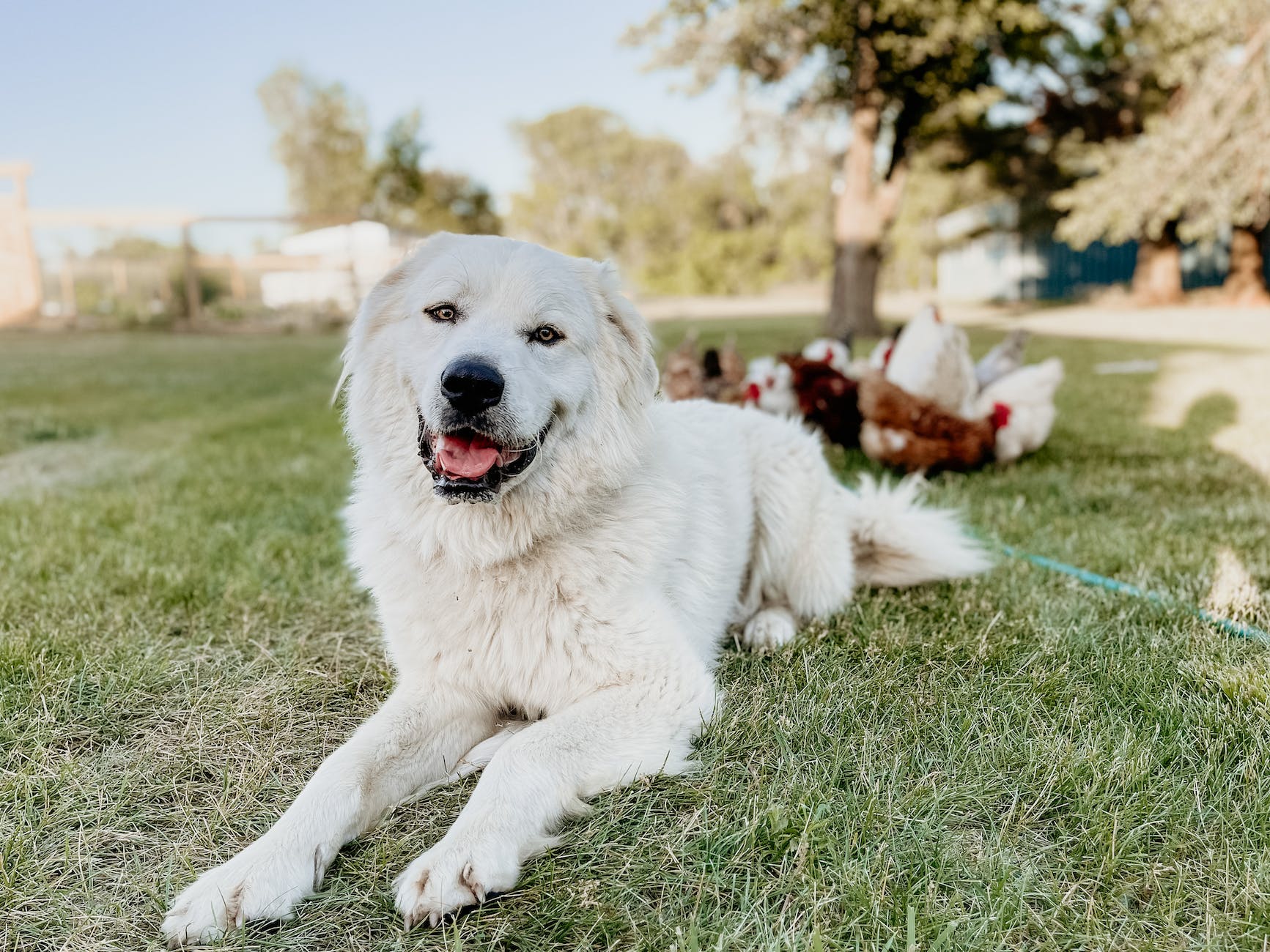 a dog lying on the grass