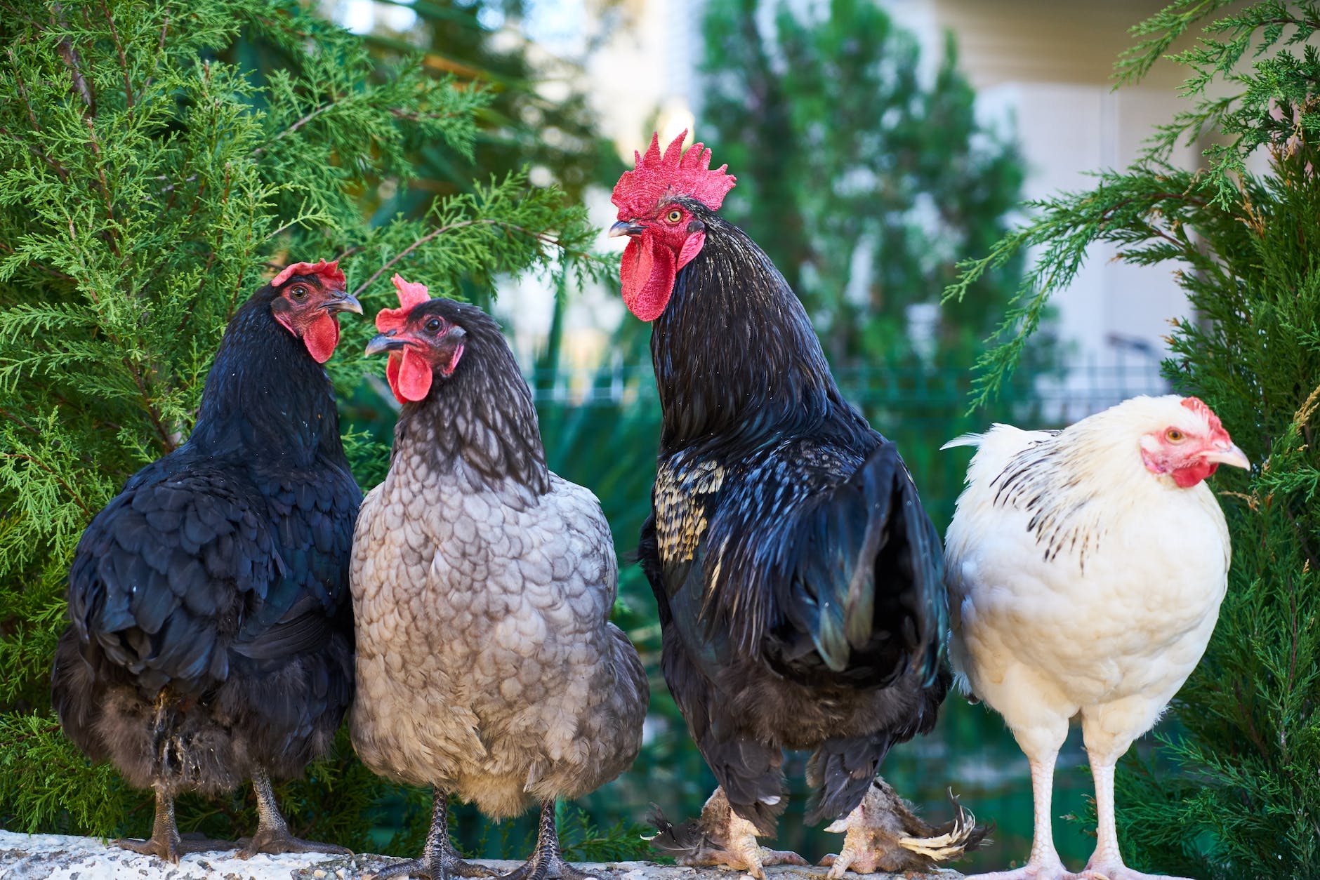 four assorted color roosters