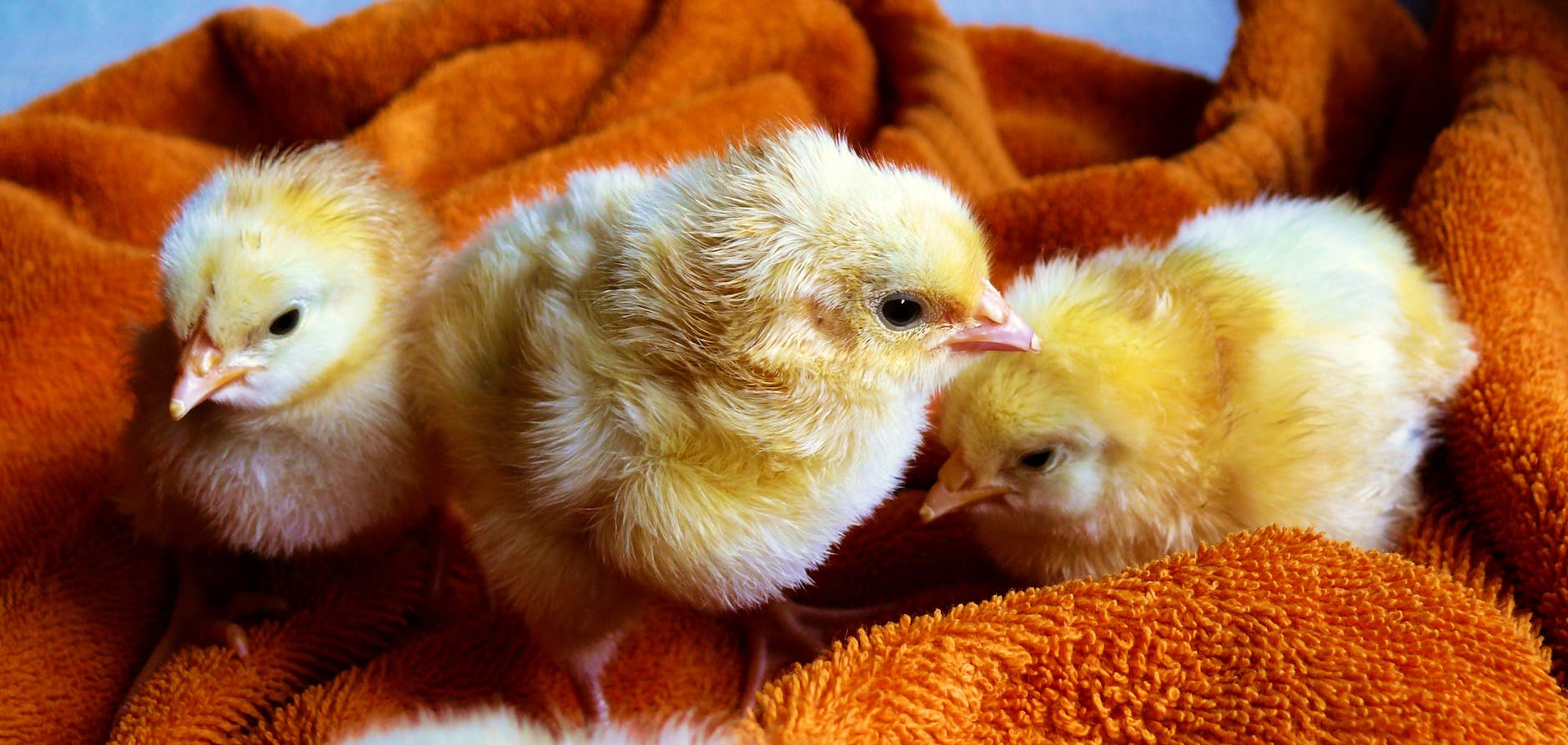 cute animals easter chicken